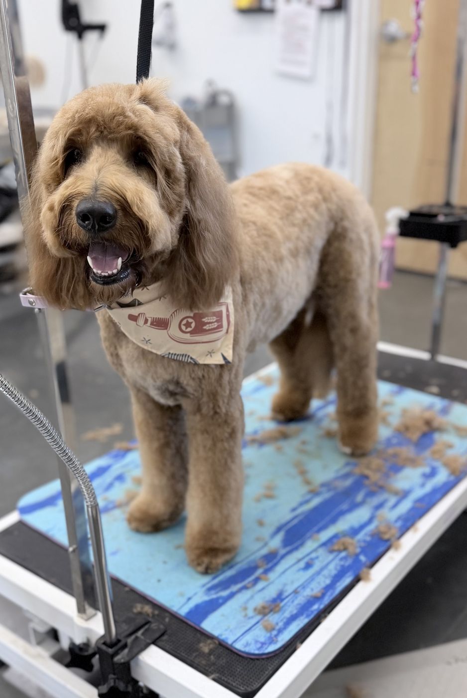 A doodle with a teddy bear groom