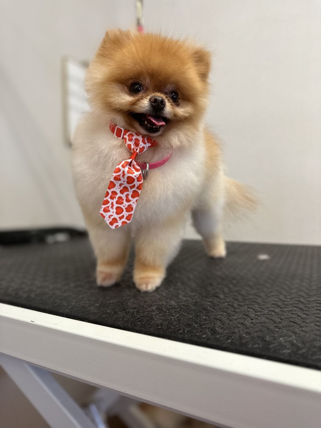 A fluffy pomeranian wearing a red tie after grooming
