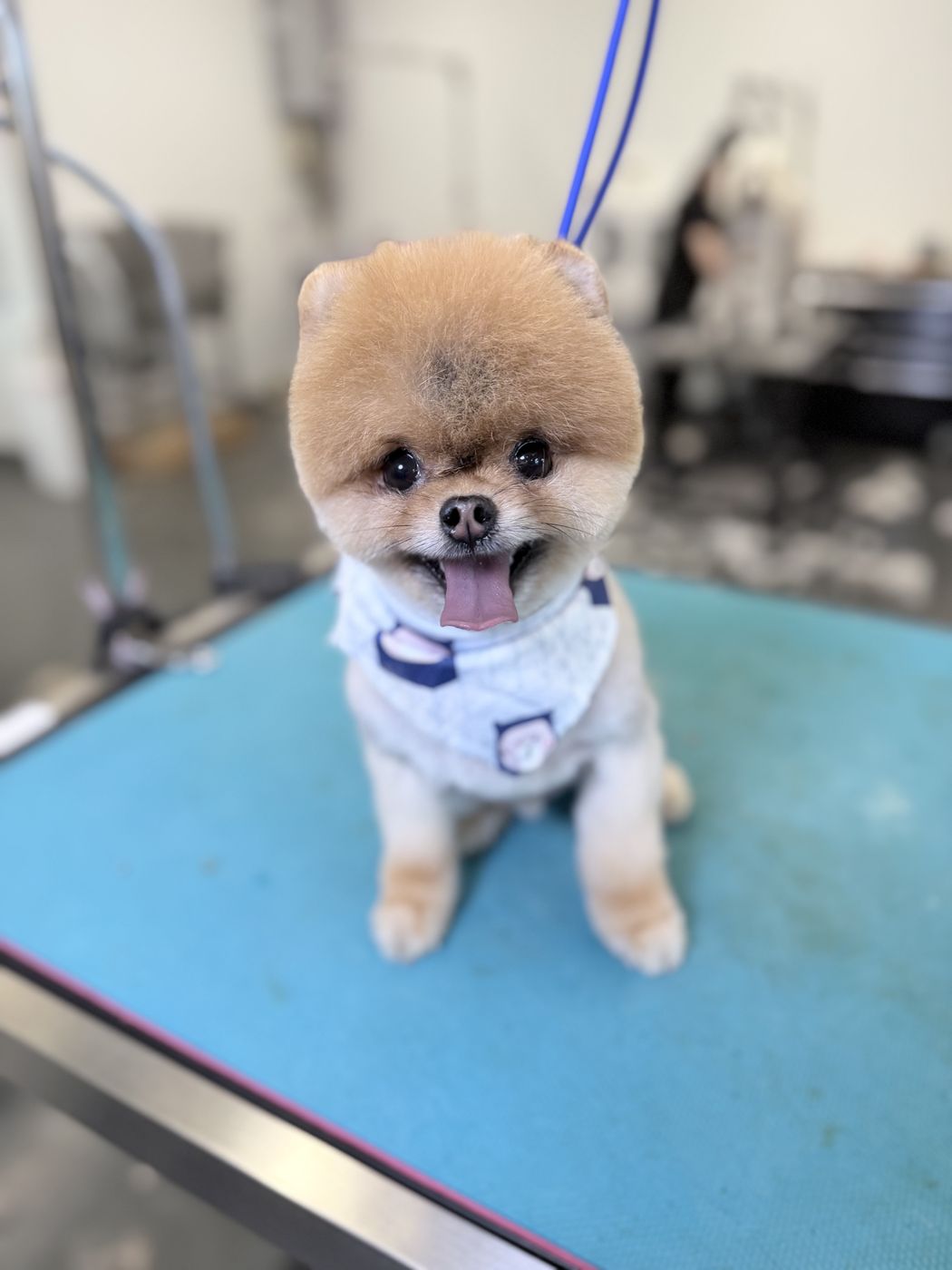 A pomeranian with a teddy trim