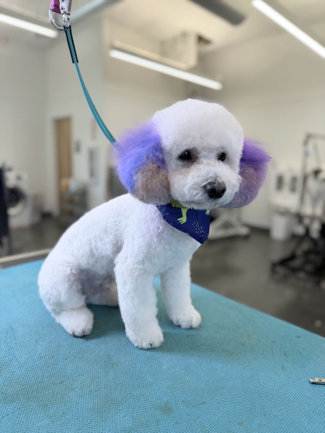 A white poodle with a creative purple ear groom
