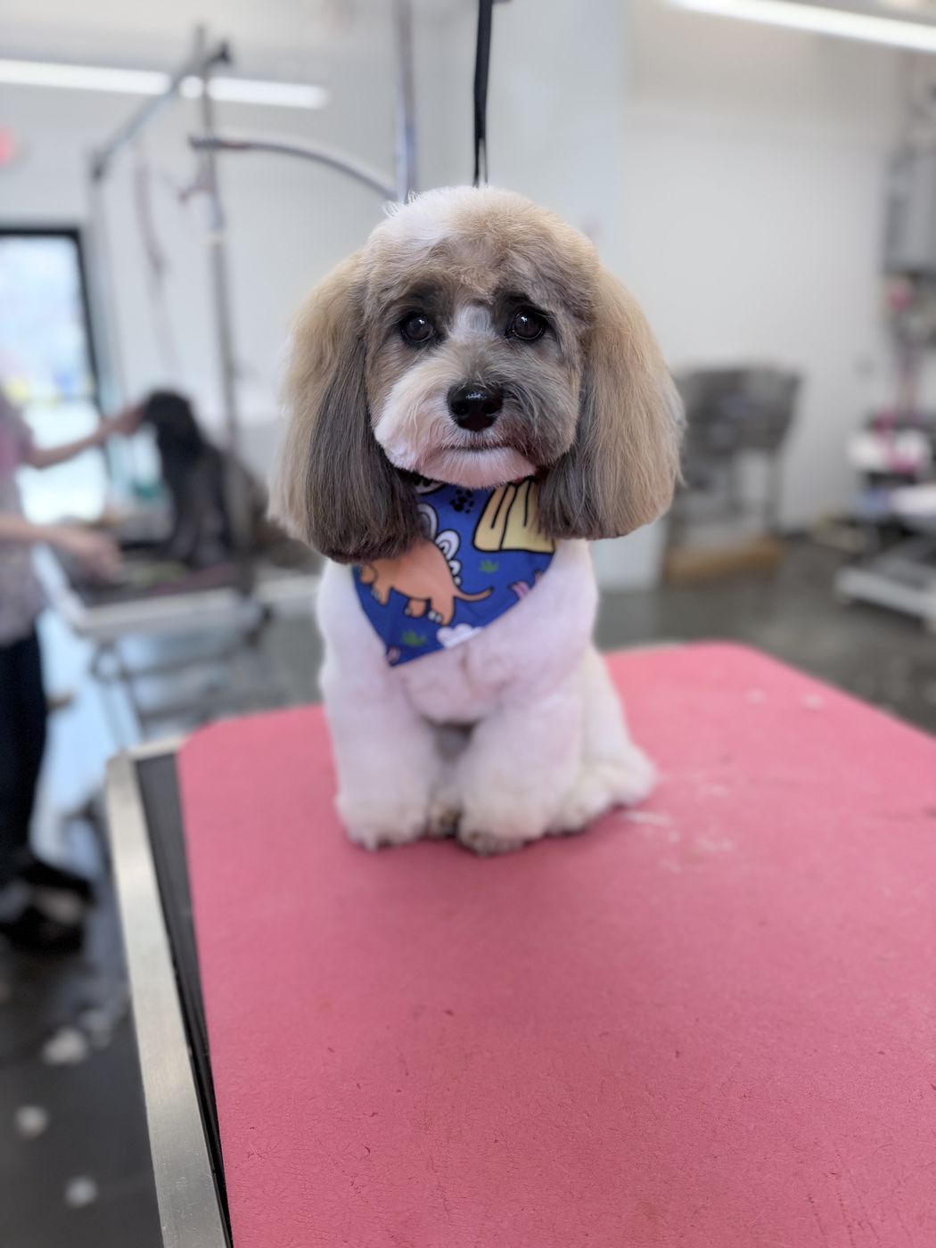 A shih poo with a rounded teddy face