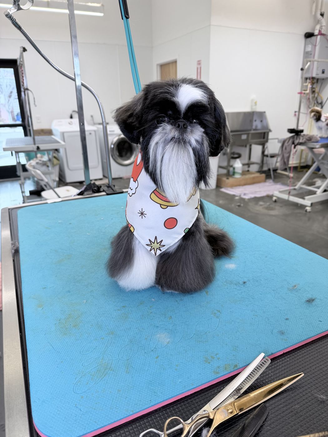 A shih tzu in a bandana on the grooming table